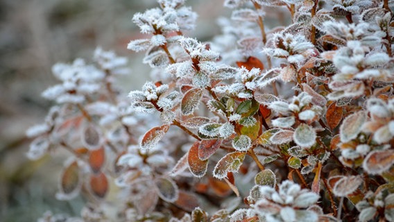 Mit Raureif überzogene Gartenpflanze © imago/Photocase 