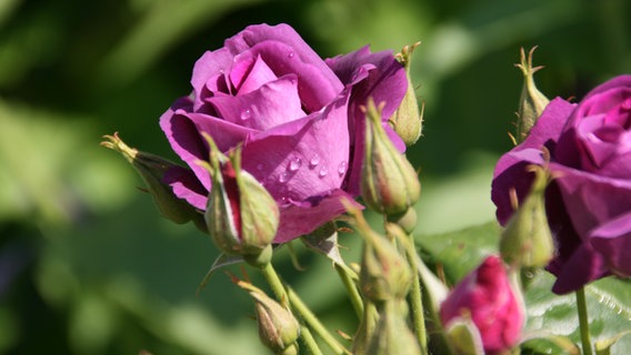 Nahaufnahme einer lilafarbenen Rosenblüte. © NDR Foto: Anja Deuble