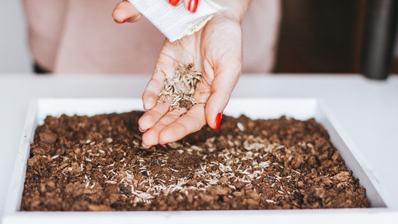 Nahaufnahme der Hände einer jungen Frau, die Samen in den Boden pflanzt © photocase.de Foto: Snowpa