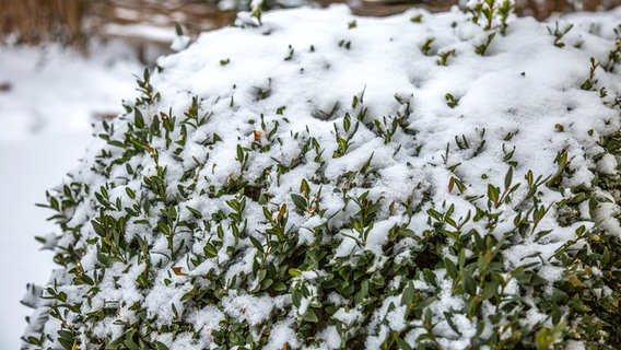 Ein Buchsbaum ist schneebedeckt. © NDR Foto: Udo Tanske