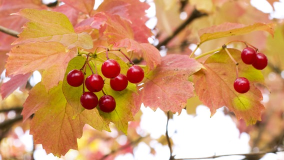 Schneeball mit roten Beeren und Laub in Herbstfärbung. © jekyma/fotolia Foto: jekyma
