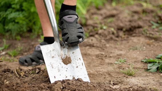 Eine Person sticht mithilfe des Fußes einen Spaten in den Gartenboden © Colourbox Foto: Kzenon