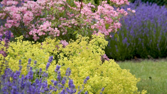 Bunte Stauden im Garten © Colourbox Foto: pbombaert