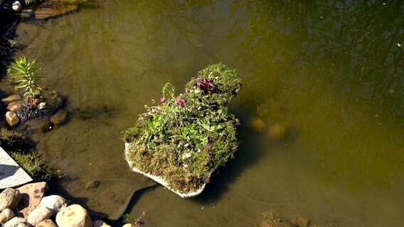 Eine bepflanzte Insel schwimmt auf einem Teich. © NDR Foto: Udo Tanske