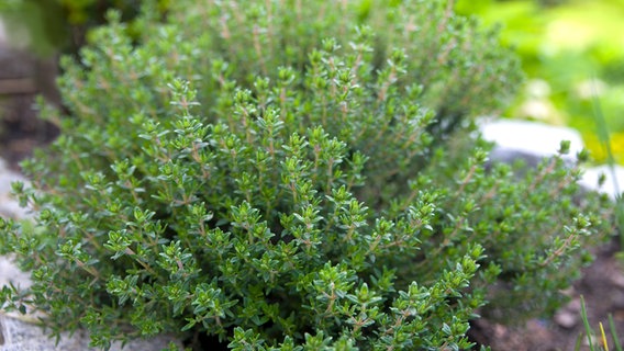Eine Thymian-Pflanze in einem Beet. © Fotolia.com Foto: VRD