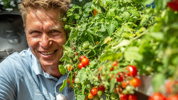 Gärtner Peter Rasch neben einer Tomatenpflanze. © NDR Foto: Udo Tanske