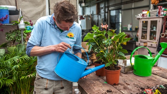 Ein Mann gießt eine Pflanze. © NDR Foto: Udo Tanske