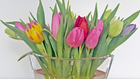 Verschiedenartige Tulpen in einer Glasvase. Verschiedenartige Tulpen in einer Glasvase. © NDR Foto: Kathrin Weber
