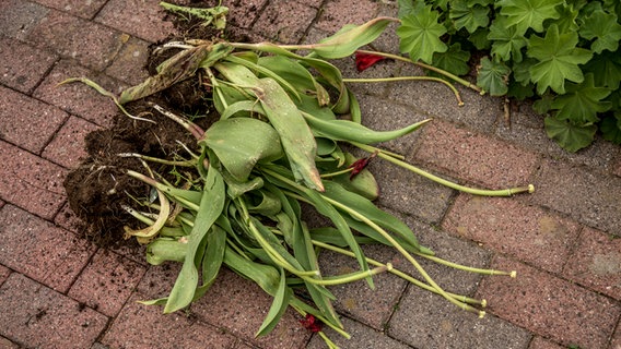 Tulpen liegen mit Wurzel auf einem Gehweg © NDR Foto:  Udo Tanske