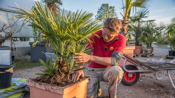 Peter Rasch pflanzt eine Palme in einen Topf © NDR Foto: Udo Tanske