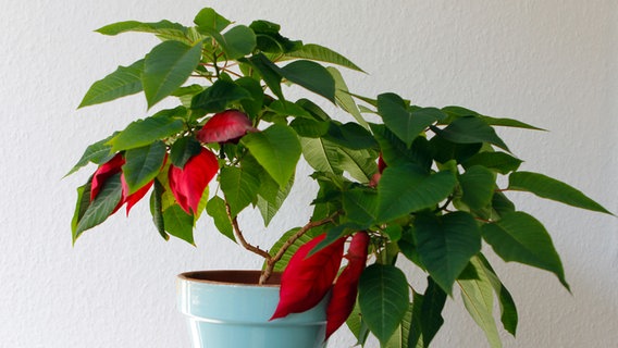 Ein selbst gezogener Weihnachtsstern. Ein selbst gezogener Weihnachtsstern. © NDR Foto: Anja Deuble