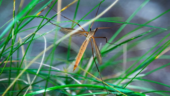 Eine Wiesenschnake zwischen Grashalmen. © NDR Foto: Udo Tanske