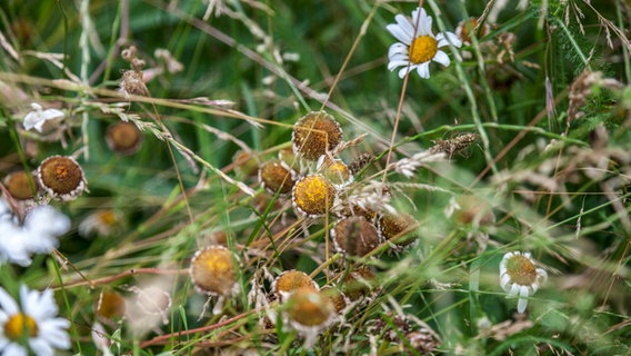 verblühte Margeriten in einer Wildblumenwiese © NDR Foto: Udo Tanske
