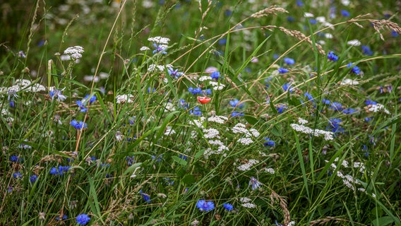 Schafgarbe und Kornblumen in einer Wildblumenwiese © NDR Foto: Udo Tanske