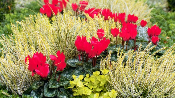 Weiße Besenheide, kombiniert mit roten Herbstalpenveilchen und immergrünen Bodendeckern in einem Beet. © imago images 