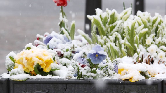 Mit Schnee bedeckte Hornveilchen, Primeln und Tulpen © imago/Rene Traut 
