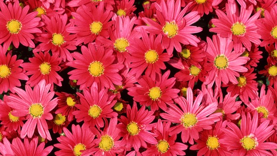 Pinkfarbene Chrysanthemen © picture alliance / Arco Images GmbH Foto: Kosten, J. & A.