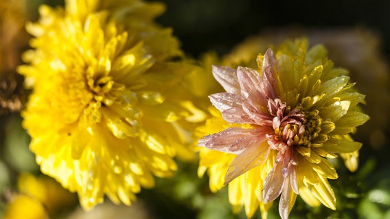 Verblühende gelbe Dahlien © imago images / imagebroker 
