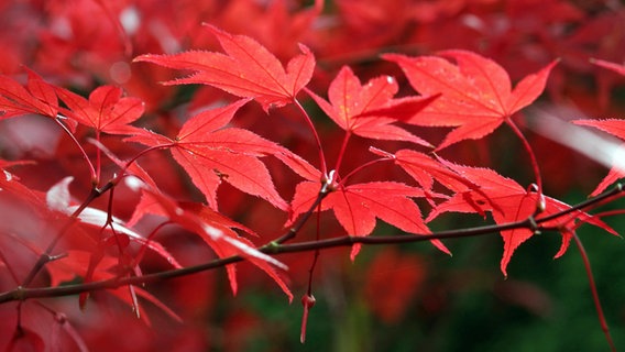 Rot gefärbte Blätter eines japanischen Fächerahorns. © imago images / Gottfried Czepluch 