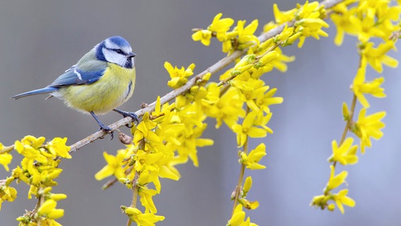 Eine Blaumeise sitzt auf einem blühenden Forsythien-Zweig © picture alliance / blickwinkel Foto: M. Kuehn