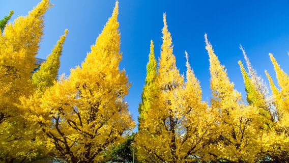 Gelb verfärbtes Laub von Ginkgo-Bäumen © Colourbox Foto: Sira Anamwong