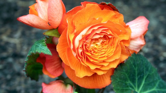 Orangebfarbene Blüten einer Knollenbegonie © imago images / Shotshop 