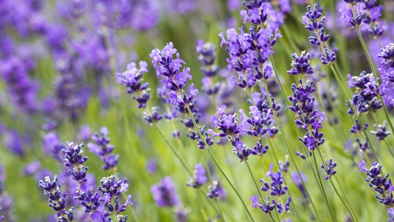Blühender Lavendel © Miroslawa Drozdowski / fotolia Foto: Miroslawa Drozdowski