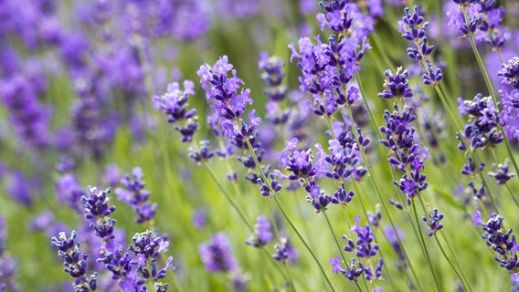 Blühender Lavendel © Miroslawa Drozdowski / fotolia Foto: Miroslawa Drozdowski