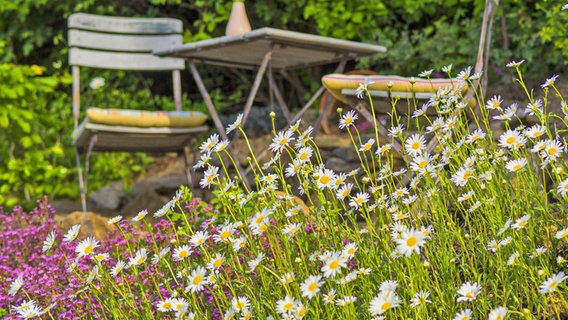 Margeriten blühen in einem naturnahen Garten, im Hintergrund ein Tisch mit Stühlen. © imago images Foto: blickwinkel