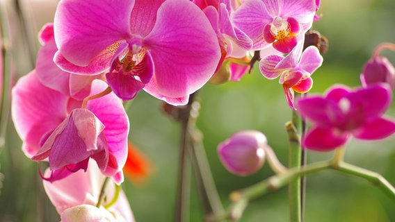 Rosa blühende Phalaenopsis © imago images / Imaginechina-Tuchong 