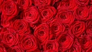 Viele rote Rosen nebeneinander © Fotolia Foto: Subscription XL