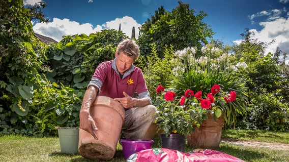 Peter Rasch hält einen Topf mit einer Rose in den Händen © NDR Foto: Udo Tanske