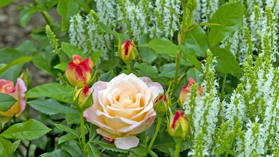 Blühende Rosen und weißer Ziersalbei in einem Beet ©  imago/alimdi 