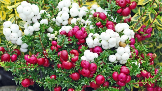 Scheinbeerenpflanze mit roten und weißen Beeren. © imago images/blickwinkel 