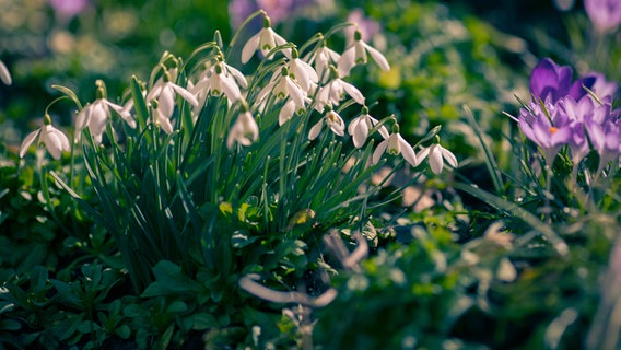 Blühende Schneeglöckchen und Krokusse © photocase Foto: melrose