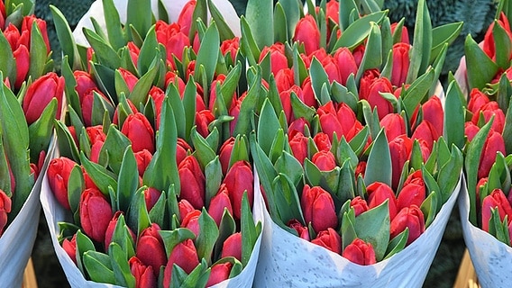 Dutzende rote Tulpen als Schnittblumen in Papier gewickelt © imago/Dean Pictures 