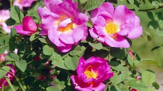 Blüten der Essigrose, einer Wildrosen-Art. © imago/blickwinkel 