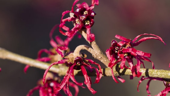 Rote Blüten einer Japanischen Zaubernuss © imago images / McPHOTO 