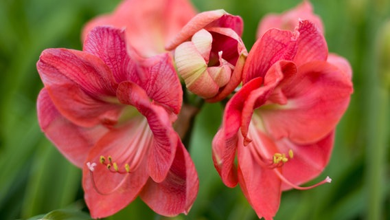 Rosafarbene Blüten einer Amaryllis © dpa Foto: Monika Skolimowska