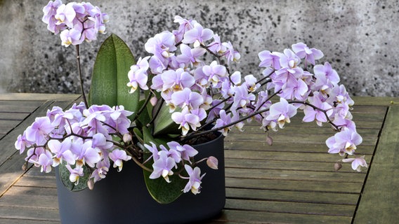 Eine lila blühende Orchidee ©  ViardxM./HorizonFeatures/Leemage 