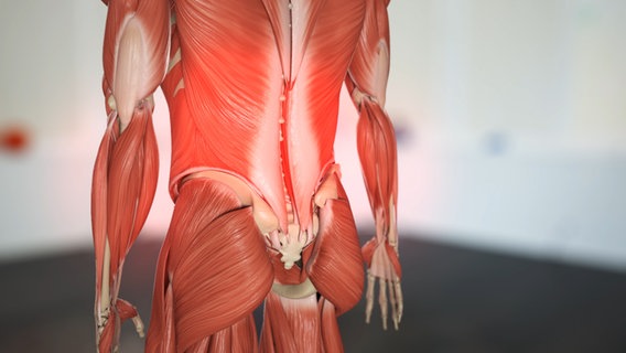 Schematische Darstellung: schmerzende Rückenmuskulatur. © NDR 