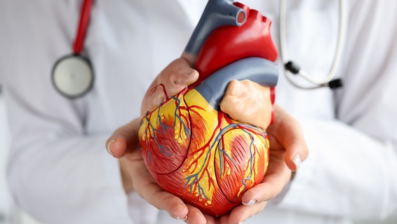 Arzthände halten das Modell eines menschlichen Herzens. © Colourbox 