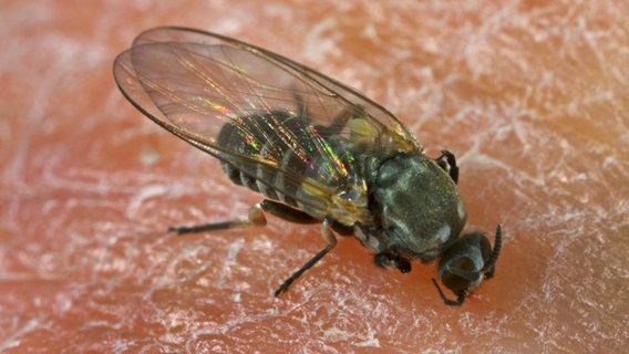 Eine Kriebelmücke sitzt auf menschlicher Haut. © picture alliance / blickwinkel Foto: H. Bellmann/F. Hecker