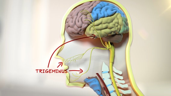 Schematische Darstellung: Schädel und Verlauf der Trigeminus-Nerven im Anschnitt. © NDR Foto: tonic trix