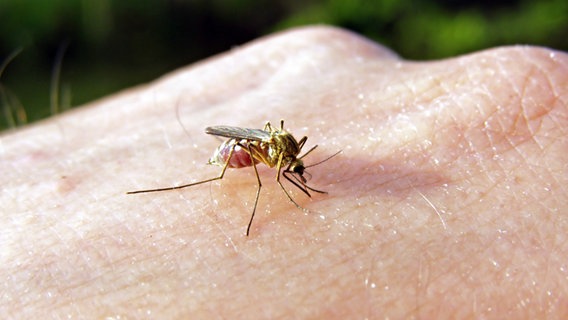 Eine Mücke in Nahaufnahme auf einer Hand. © Colourbox Foto: -