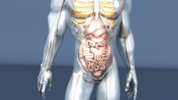 Organe des menschlichen Körpers. © picture alliance / Shotshop | Spectra Foto: Spectra