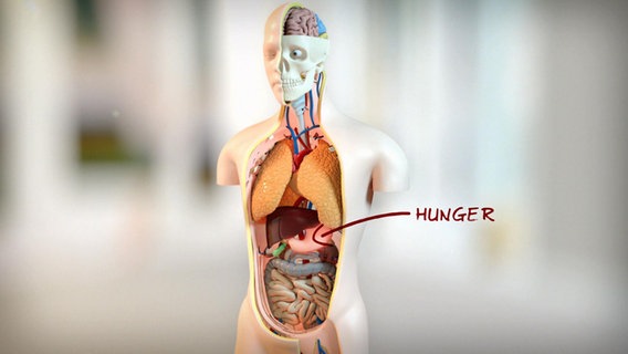 Grafik: Torso mit Pfeil auf den Bauch und "Hunger". © NDR 