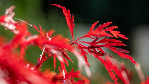 Roter Fächerahorn im Herbst. © NDR Foto: Anja Deuble