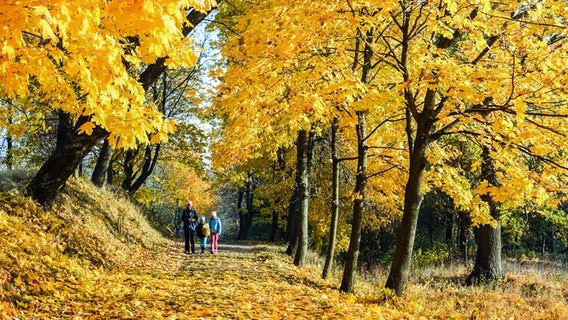 Personen gehen unter gelbgefärbtem Bäumen im Wald © Colourbox Foto: -