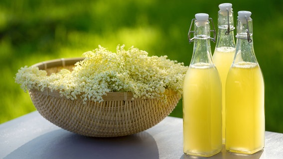 Ein Korb mit den Holunderblüten und drei Flaschen Holunderblütensirup stehen auf einem Tisch © imago images / Shotshop 